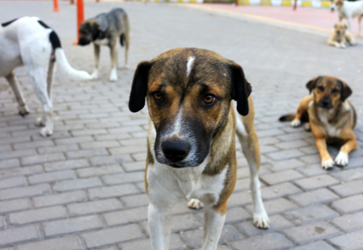 Alistan Campa A Para Frenar Proliferaci N De Perros Callejeros En Canc N