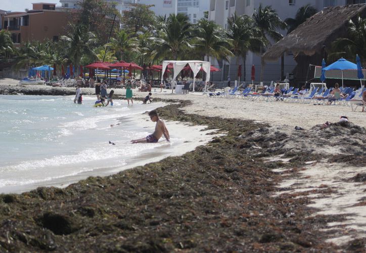 Sacan de las playas de Cancún 175 toneladas de sargazo en 60 días