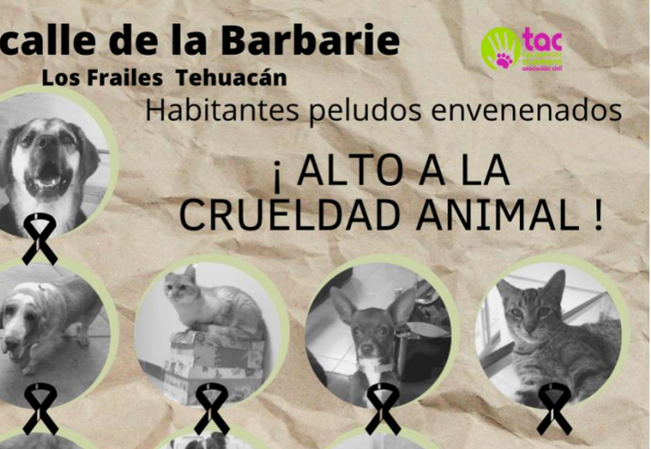 Causa Indignaci N Envenenamiento De Perros Y Gatos En Puebla