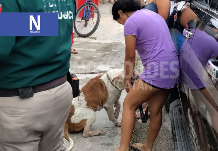 Se registra nuevo caso de crueldad animal en Yucatán atacan a un perro