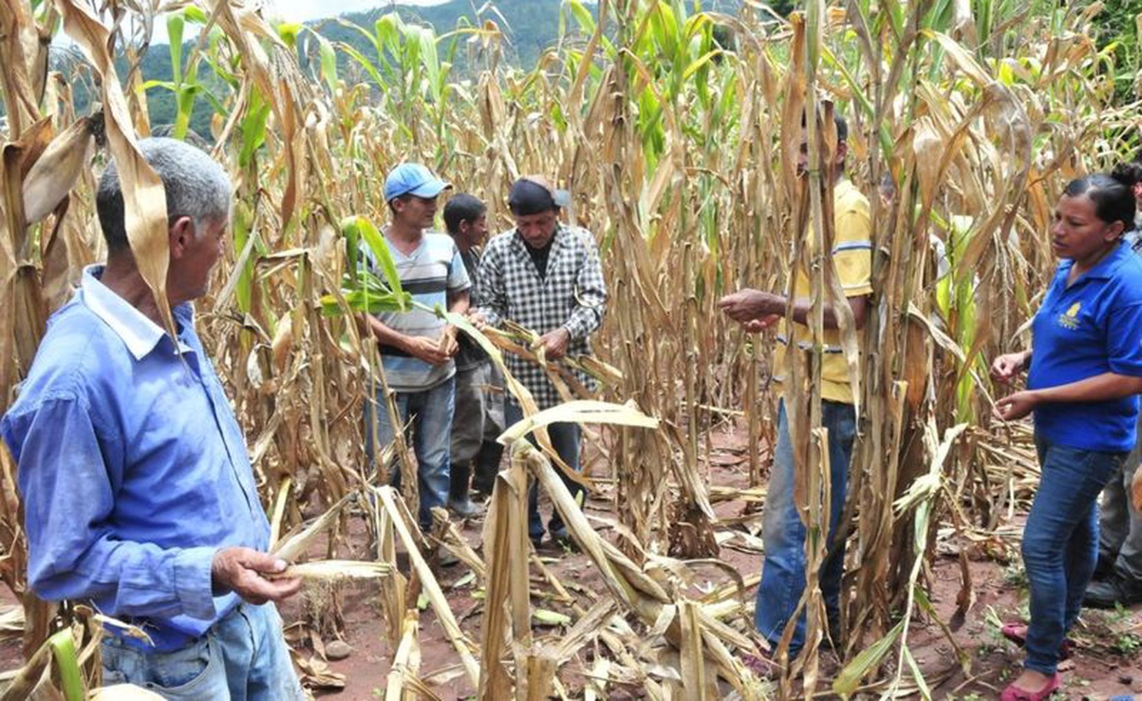 Cultivos de maíz y chile peligran por sequía en comunidades