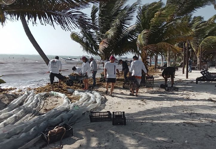 Vacaciones De Semana Santa En Peligro Por Recale De Sargazo En Mahahual