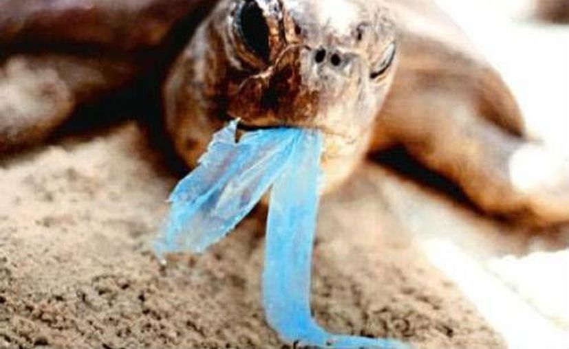 Las colillas de cigarro, taparroscas, corcholatas, botellas de plástico y popotes, son los desechos que más se encuentran. (Contexto/Internet)