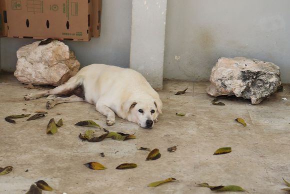 Se incrementa a 60% las denuncias de maltrato animal en Cancún