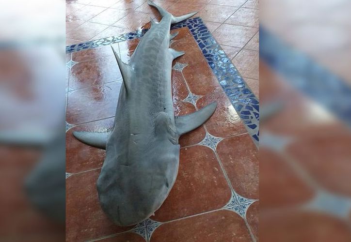 Captura de tiburón en Cozumel provoca indignación y amenazas de muerte