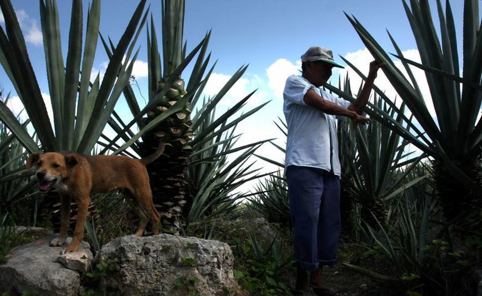 Yucatán Dentro Del Top Ten De Producción Del Campo Y El Mar 3338