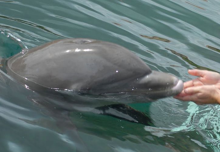 Baja Nado Con Delfines En Turismo Europeo