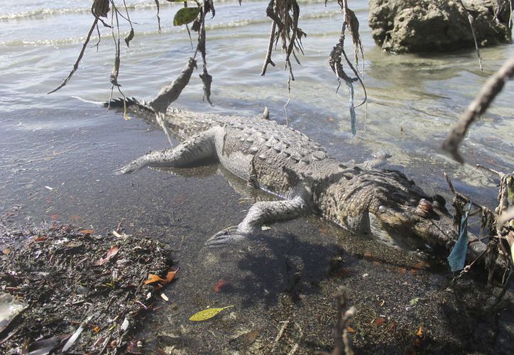 Encuentran cocodrilo muerto en la Bahía de Chetumal