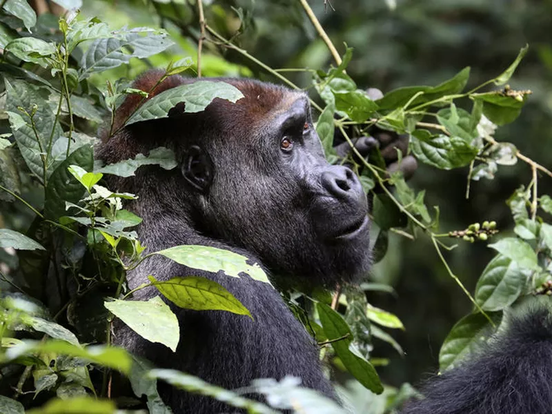 Shows Buka, a silverback gorilla in a park in the Republic of Congo.