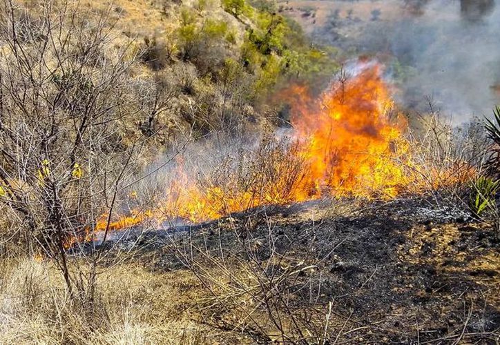 Consumen Incendios Más De 7 000 Hectáreas En Oaxaca