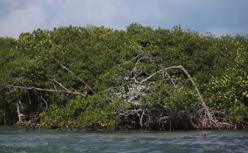 Cancún: Alistan proyecto para rescatar manglares de la contaminación urbana [Foto:  José Aldair]