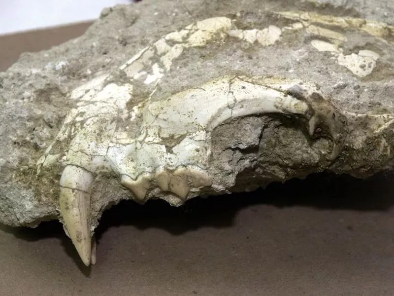Restos fosilizados y conservados de un cráneo del tigre "Paramachairodus ogygia", conocido como "diente de sable". (Archivo/EFE)