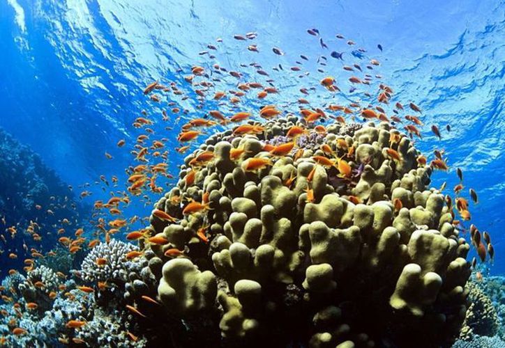 Ecosistemas de arrecifes coralinos se pierden en la Península de Yucatán