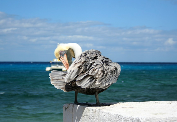 Actualizan listado de aves endémicas y subendémicas de Cozumel