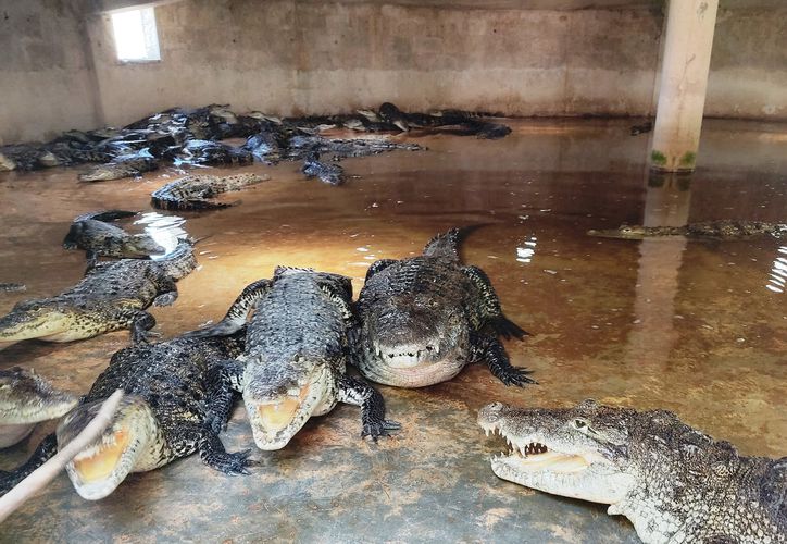 Granja de cocodrilos de Río Lagartos espera producir casi 500 crías