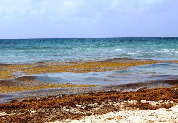 Regresa el sargazo a Playa del Carmen, luego de una semana de playas