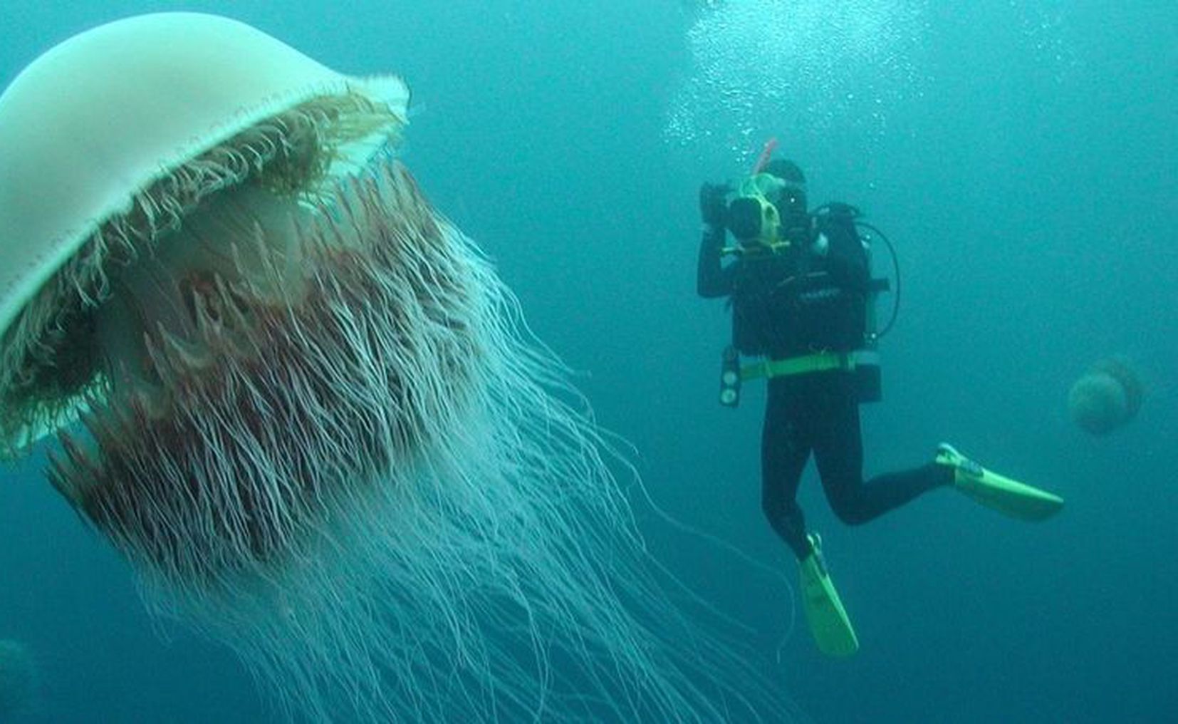 Арктическая медуза самая большая особь фото