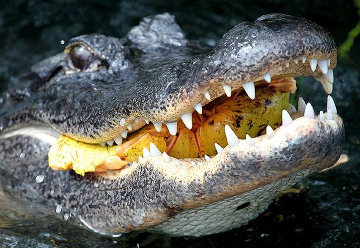 Carne de cocodrilo: ¿alimento saludable?