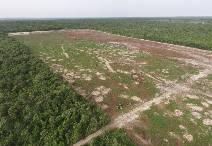 Acusan a grupos menonitas por deforestación en Bacalar