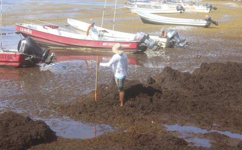 Sargazo pone en dificultades a los pescadores. (Foto: Octavio Martínez)