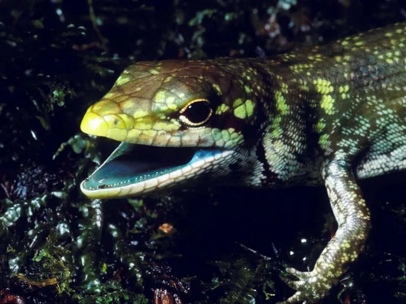 This undated photo shows a prehensile tailed skink (Prasinohaema prehensicauda) from the highlands of New Papua New Guinea.