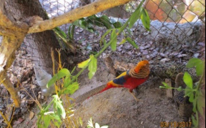 Rescatan 50 aves en peligro de extinción en Mexicali - SIPSE.com - Sipse.com