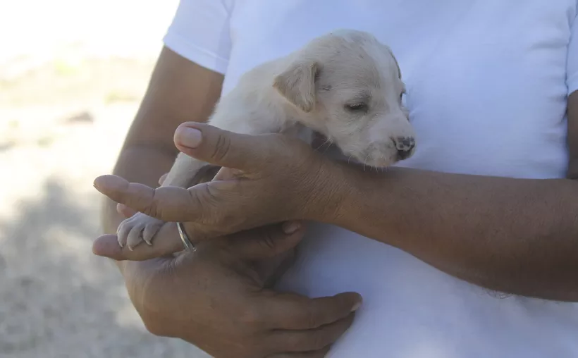 Campañas de adopción de perros no son realizadas correctamente en Q. Roo. (Foto: Daniel Tejada)