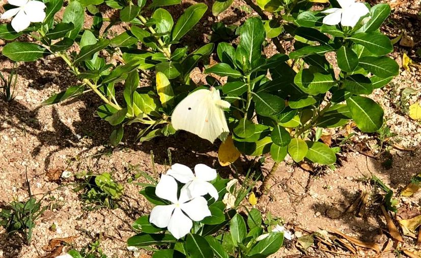 Mérida | Reportan avistamiento de cientos de mariposas en Mérida