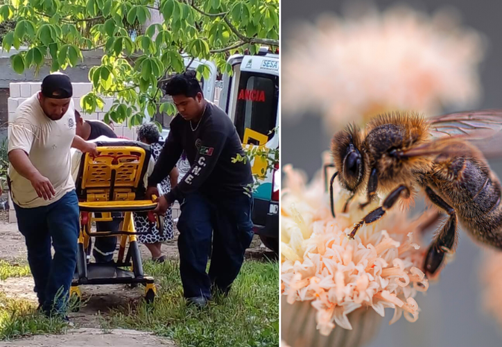 Abejas Africanizadas Atacan A Tres Adultos Mayores En Chetumal