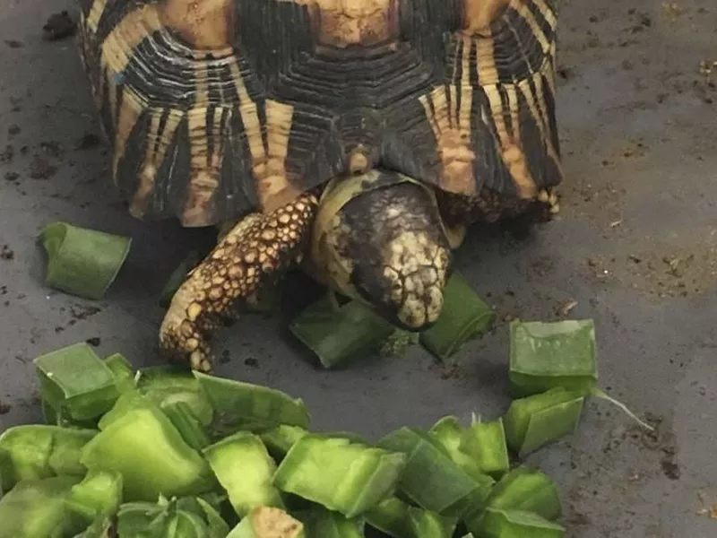 A critically endangered radiated tortoise is recovering from capture.