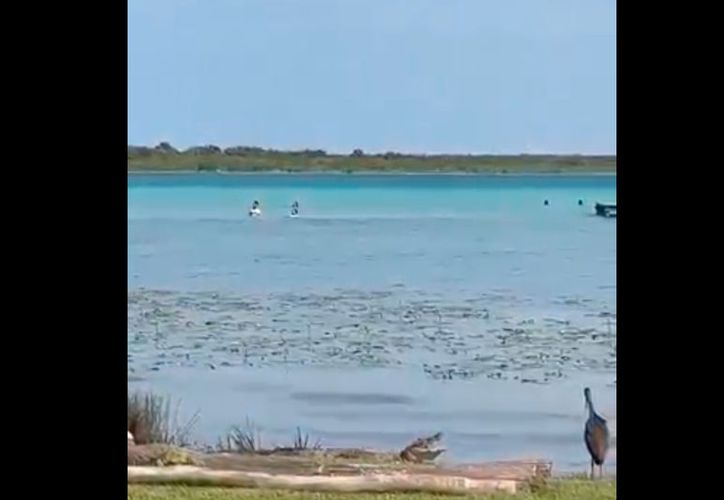 Cocodrilo ataca a turista de la CDMX en la laguna de Bacalar