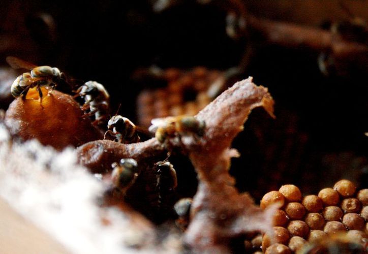 La falta de floración impide a las abejas realizar el proceso de producción de miel. (Octavio Martínez/SIPSE)