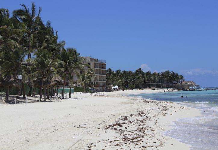 pet friendly playa del carmen