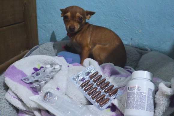 ¡Cuidado! Alertan venta de medicamentos veterinarios clonados en Cancún / (Foto: Fernando Macías)