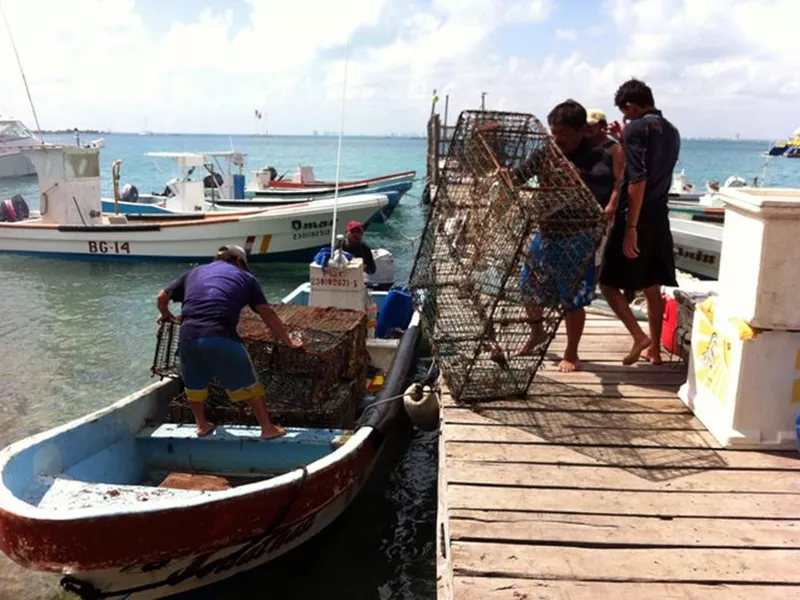 Los pescadores organizados alcanzaron una captura importante. (Ernesto Neveu/SIPSE)