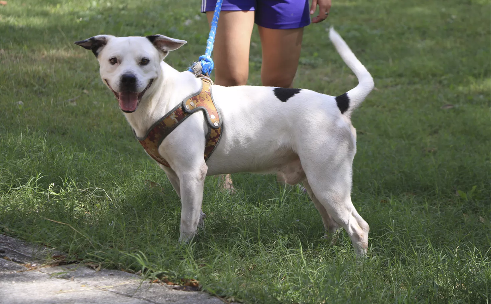 Censo De Mascotas En Cancún Podría Iniciar En Marzo De 2023