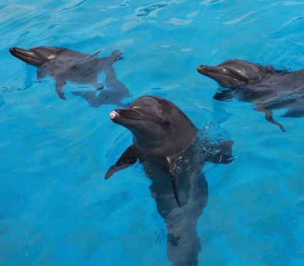 Concentran En Quintana Roo Genes De Delfines Para El Futuro