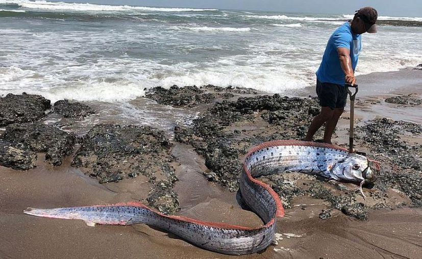 Lo más viral El extraño pez que predice tsunamis y terremotos