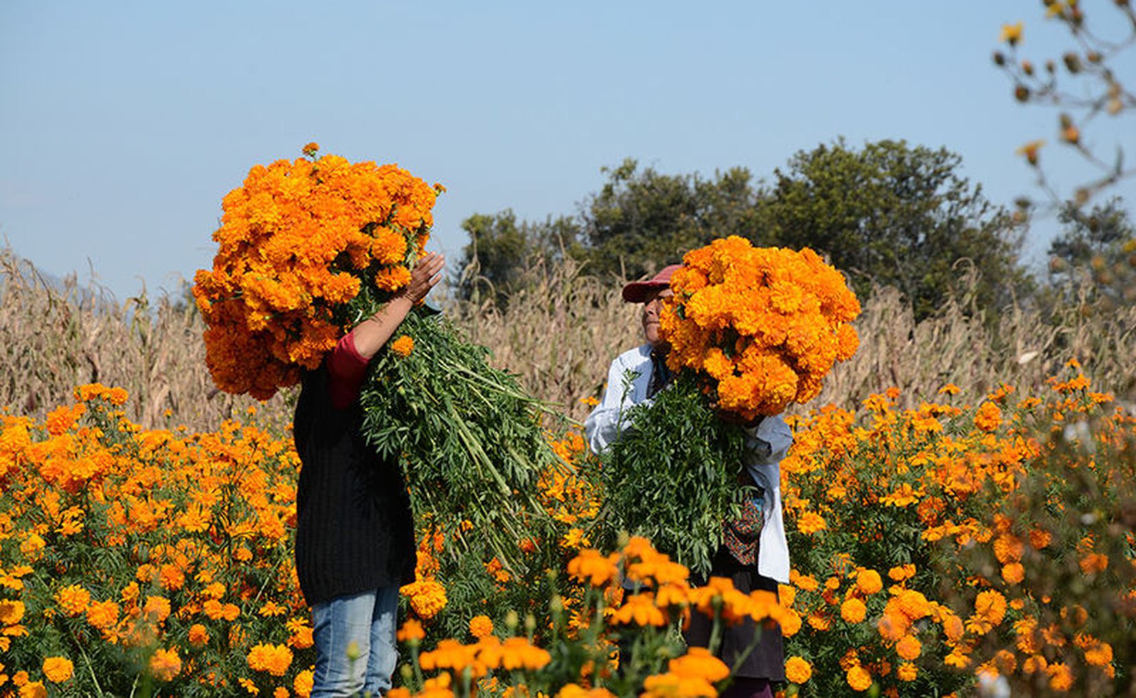 Día de Muertos: Flores y tumbas, los colores de la muerte en su día