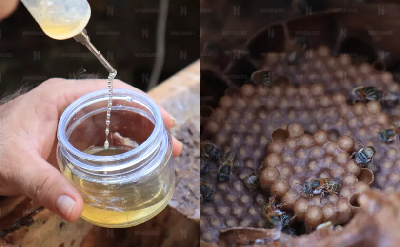 Mediante su servicio como polinizadora, esta abeja contribuye a obtener mayores rendimientos en la producción de frutos. [FOTO: Edgar Balam].