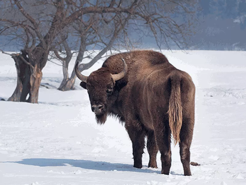The new bison are the offspring of more than a dozen selected captive animals. (Internet)