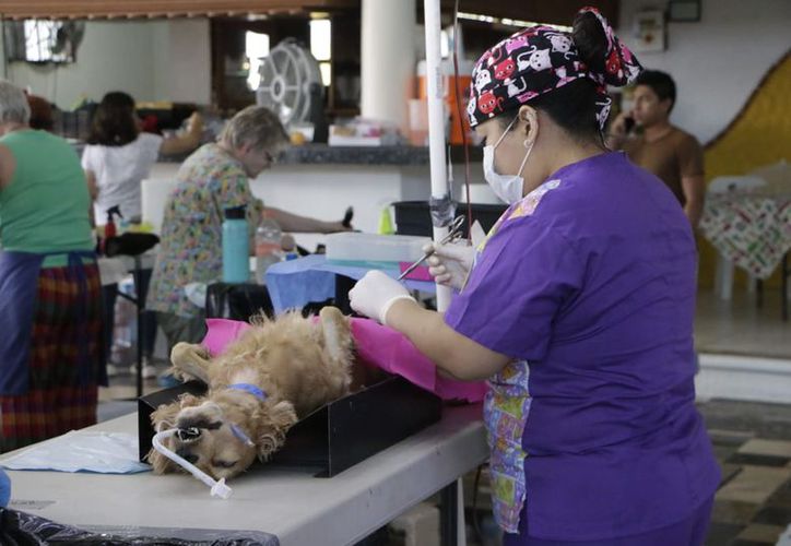 Cancún: ¿Quieres esterilizar a tu perro o gato? ¡Es gratis!