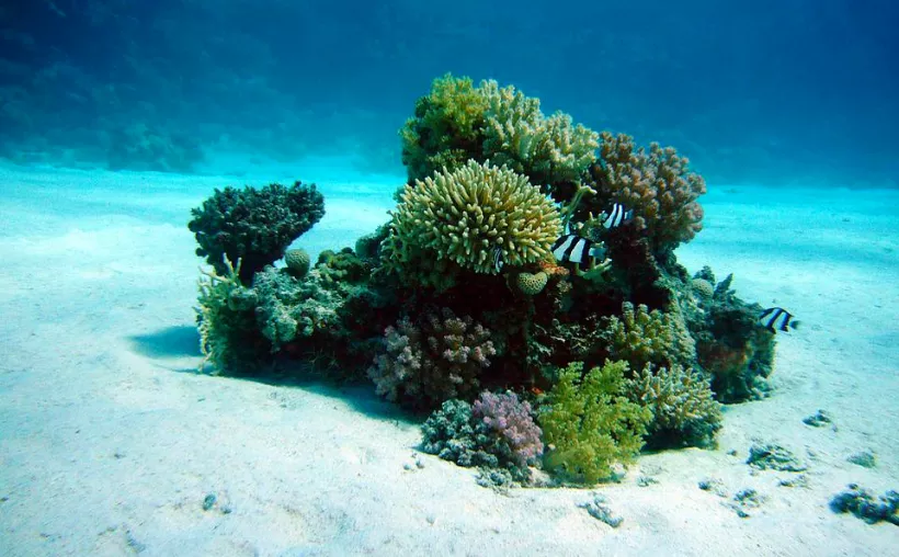 Restauran más de 20 mil corales en Quintana Roo [Foto: Pixabay]