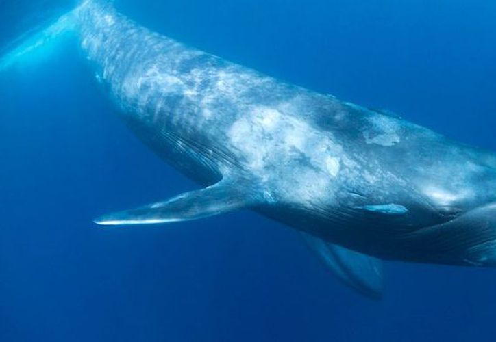 ballena azul y su hábitat