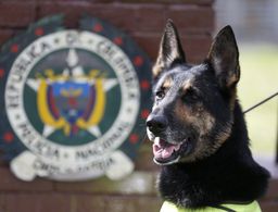 Extraordinary drug dog worries Colombian cartel