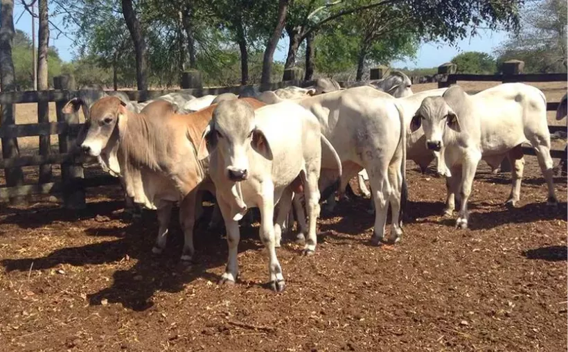 Traficantes de ganado podrían pasar hasta 12 años en prisión [Foto: Carlos Castillo / Sipse]