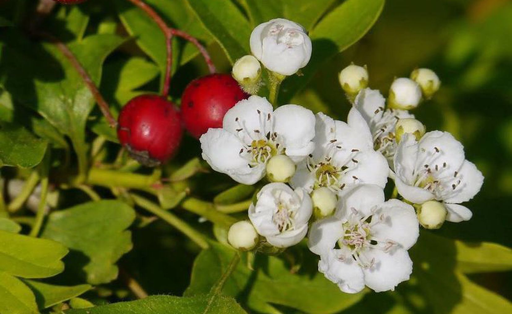 Yucatán | Plantacción: Los beneficios del Espino blanco para el corazón