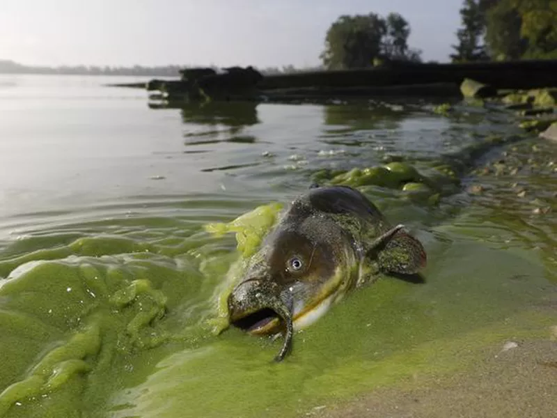 A catfish appears on the shoreline in the algae-filled waters, in Ohio.