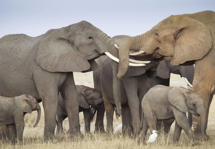 Dos elefantes chocan los colmillos mientras se saludan en el amanecer en el parque nacional Amboseli, al sur de Kenia. (Archivo/EFE)