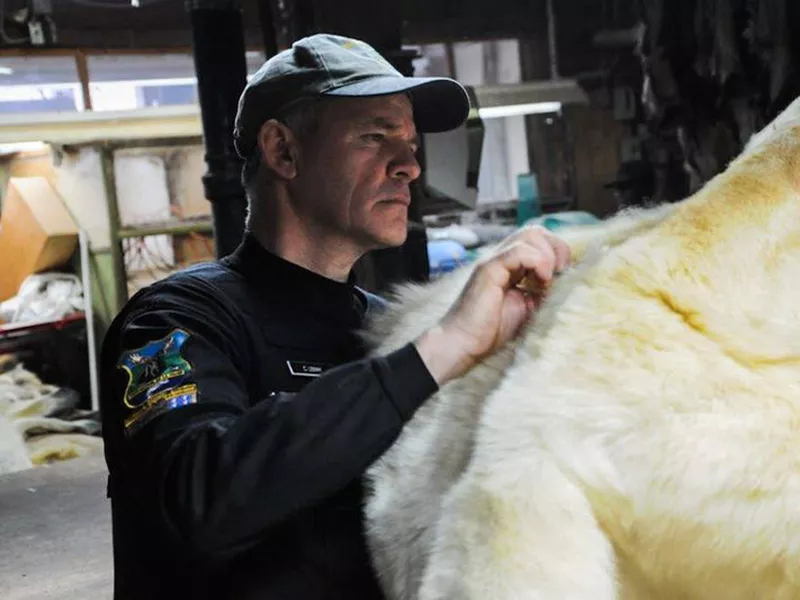 In this photo taken in Canada and provided by Interpol, a Canadian wildlife officer inspects a Polar Bear pelt for trade compliance.